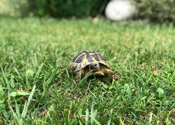 Aleksandra Ljubuški